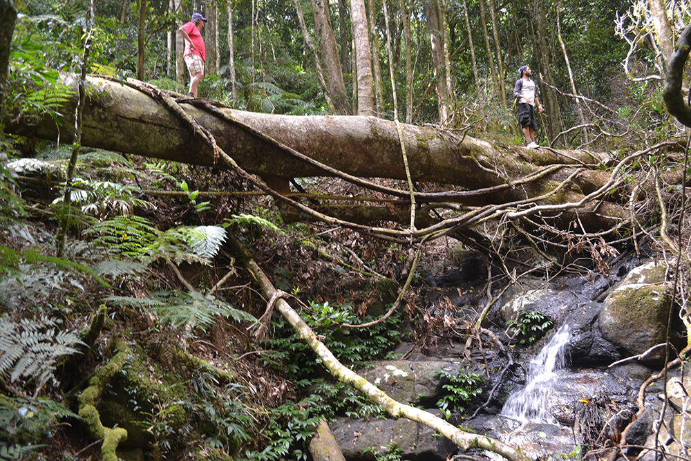 Sine Cera Bushwalks