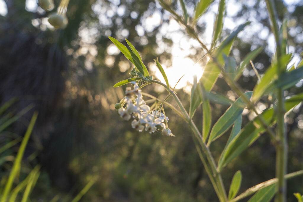 nature's kiss